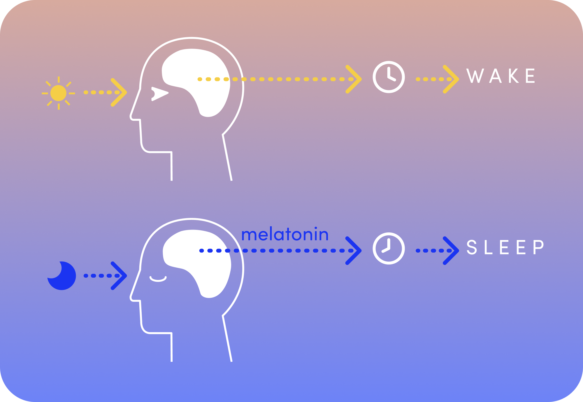 Circadian rhythm How switching your lights improves your sleep routin